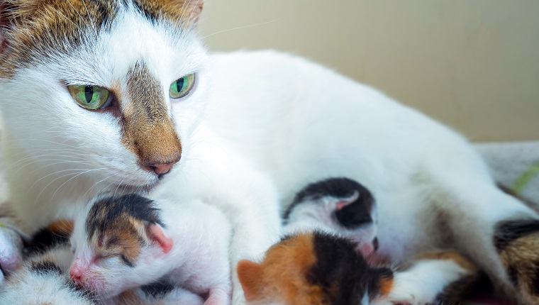 Niedliche süße Haustier-Tier-Miezekatze und Mutter-Katzen-Foto