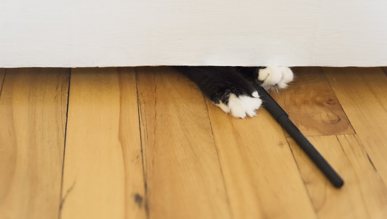 Süße und lustige 7 Monate alte weibliche Tuxedo-Katze, die mit Stift unter einer Tür spielt.  Horizontale Nahaufnahme im Innenbereich mit Kopierbereich.  Keine Leute.