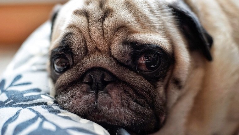 Close-Up Portrait Of Pug Puppy Resting On Bed