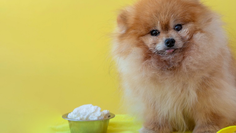 Ein kleiner Pomeranian-Hund sitzt auf einer Sänfte neben einer Schüssel Hüttenkäse, die Schnauze ist mit Hüttenkäse aus nächster Nähe befleckt.