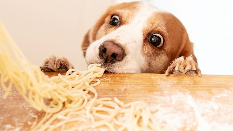 Cute beagle dog trying to steal homemade pasta from the kitchen countertop.