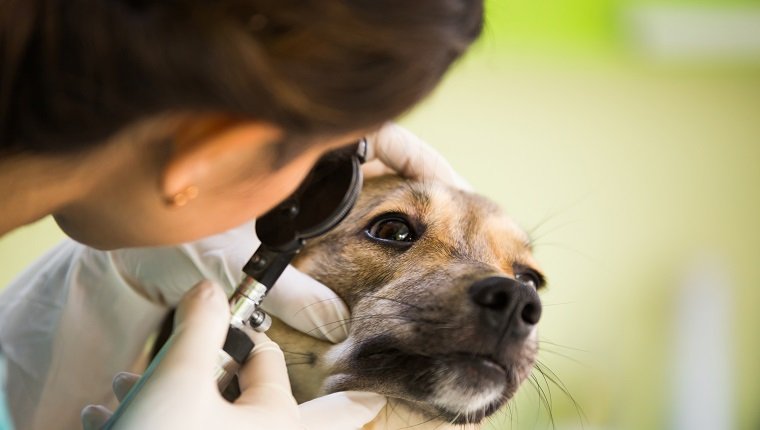 Closeup of a dog having eye control at veterinary office