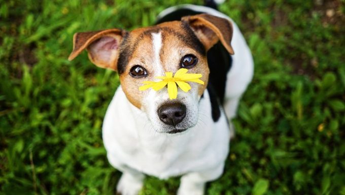 Hund mit Blume auf der Nase