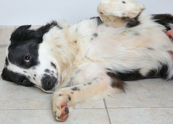 Border Collie dog in an animal shelter waiting to be adopted