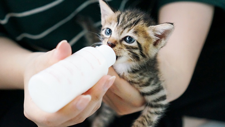 Frau füttert Tabby-Kätzchen mit Flasche