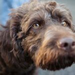 Close-up of a brown labradoodle dog with amber coloured eyes
