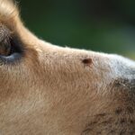 Tick encephalitis on the nose of the dog. A dangerous insect, a carrier of the disease