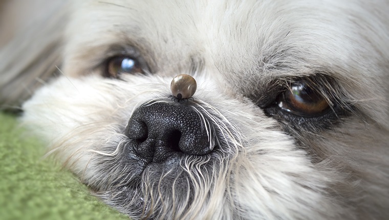 BIG Tick auf der Haut eines Shihtzu-Hundes