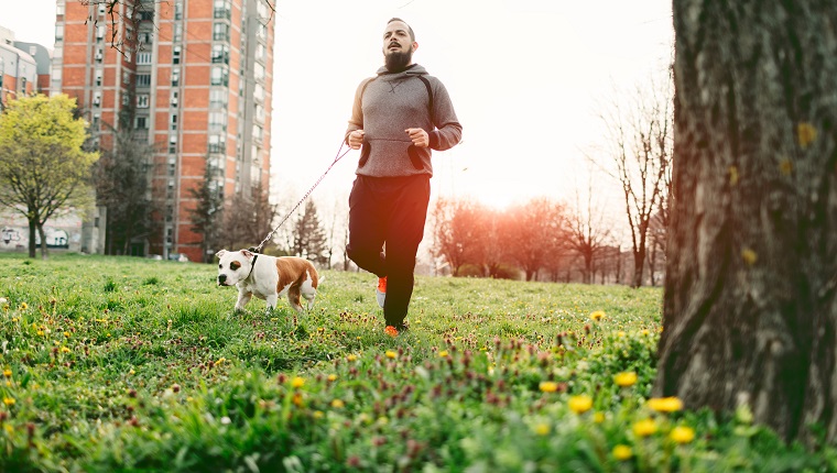 Mann joggt mit seinem Haustier Staffordshire Bullterrier.  Er joggt in seiner Nachbarschaft, im örtlichen Park.