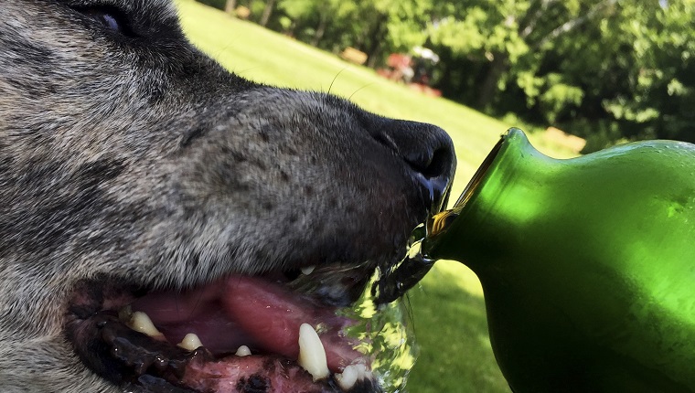 Großer Hund trinkt an heißen Sommertagen aus grüner Wasserflasche.  IPhone