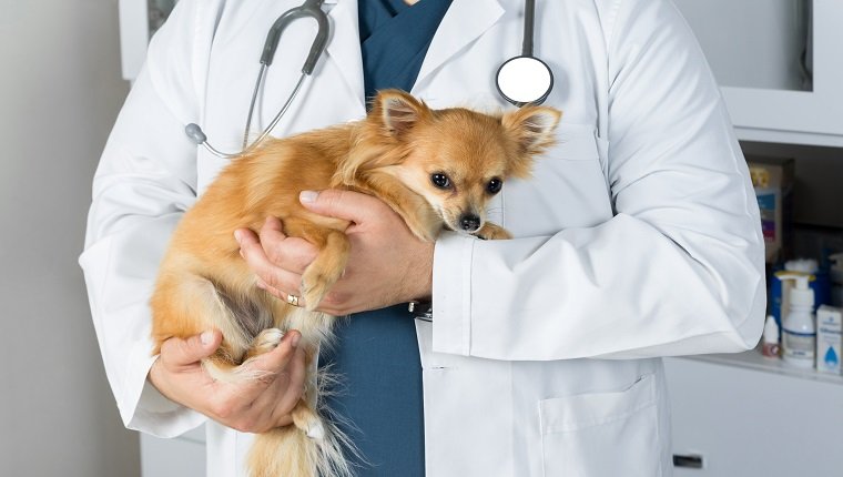 Tierarzt streichelt kleinen Hund