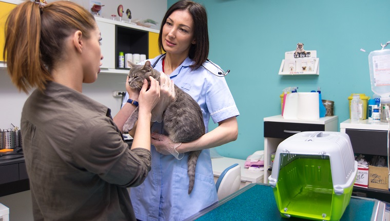 Weiblicher Tierarzt, der schöne graue Katze untersucht.
