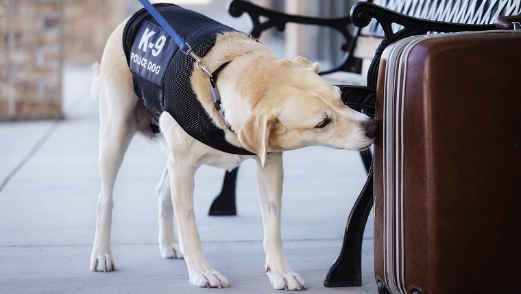Ein Sprengstoff und Drogen schnüffelnder Polizeihund untersucht einen verlassenen Koffer.