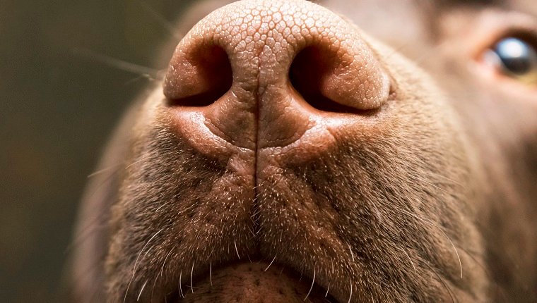 A brown nose of Labrador close up. Chocolate Labrador retriever nose. Brown labrador.