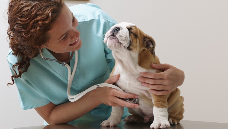 Bleiben Sie mit ihren regelmäßigen Tierarztuntersuchungen auf dem Laufenden