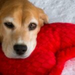 Beagle and Heart-Shaped Pillow