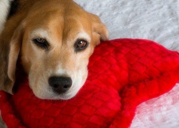 Beagle and Heart-Shaped Pillow