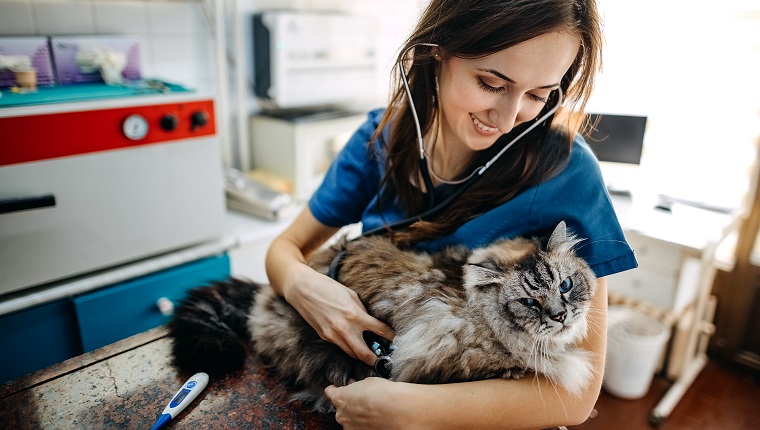 Junge Frau, von Beruf Tierärztin, untersucht in ihrem Büro eine Katze