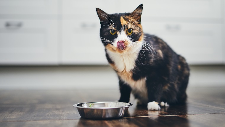 Hungrige Katze sitzt neben einer Schüssel mit Essen in der Küche zu Hause und blickt in die Kamera.