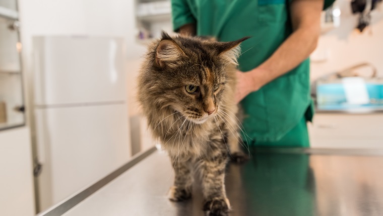 Maine-Coon-Katze in der Tierklinik