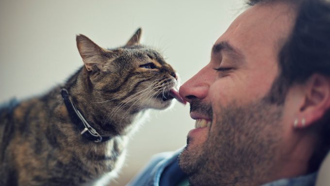 Katze leckt die Nase des Mannes