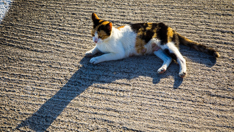 Ruhende Katze und ihr Schatten auf der Insel Korfu, Griechenland