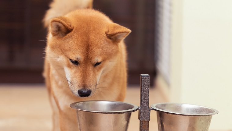 Roter Shiba-Inu-Hund, der aus dem Hundenapf isstRoter Shiba-Inu-Hund, der aus dem Hundenapf isst