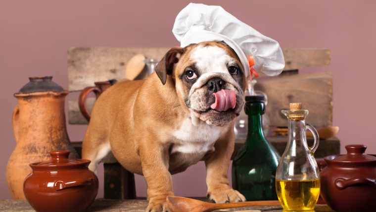 can dogs have Olive Oil