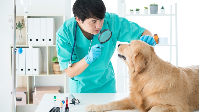Tierärzte überprüfen den Gesundheitszustand des Golden Retriever.  Ein Tierarzt, der ein Stethoskop um den Hals trägt, trägt einen Golden Retriever-Hund.  Augenuntersuchung.