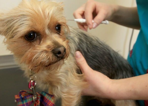 WOLVERHAMPTON, ENGLAND - APRIL 04: Ruby, a two-year-old Yorkshire Terrier, has a micro-chip implanted by Vet Amy Jennett at the PDSA Pet Hospital on April 4, 2016 in Wolverhampton, England. From 6th April 2016 it will become law, in the UK, that all dogs should be microchipped and recorded in the National Canine Database. Many owners are unaware of the new legislation and it is estimated that more than 1 million dogs have still not been micro-chipped leaving owners facing fines.