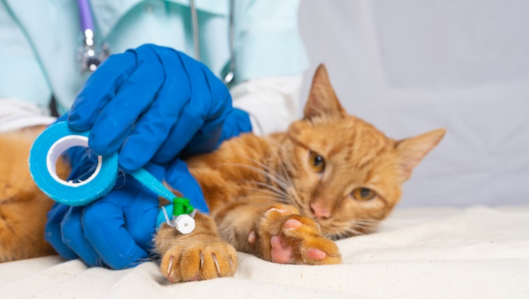 Einer knallroten Katze wurde ein Katheter angelegt.  Der Tierarzt fixiert den Katheter mit einem Pflaster