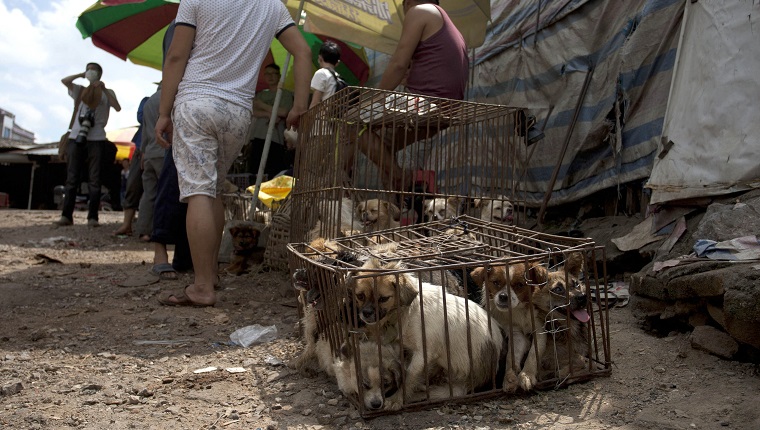 YULIN, CHINA - 21. JUNI: Eingesperrte Hunde warten darauf, in einem Markt am 21. Juni 2015 in Yulin, China verkauft zu werden.  Das Hundefleischfest von Yulin, bei dem etwa 10.000 Hunde geschlachtet und als Mahlzeit serviert werden, wird oft fälschlicherweise als eine alte chinesische Tradition angesehen.  Tatsächlich geht das Festival erst auf das Jahr 2009 zurück, als es in der Stadt im Südwesten Chinas zur Feier der Sommersonnenwende ins Leben gerufen wurde.  FOTO VON Feature China / Future Publishing 