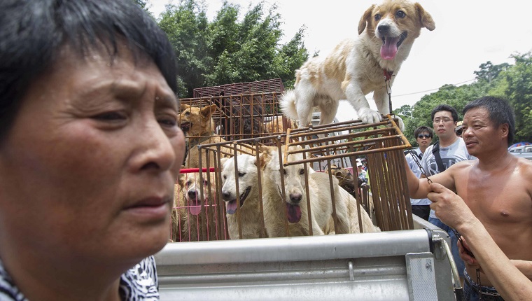 Eine weibliche Aktivistin protestiert und versucht ihr Bestes, um Hunde zu retten, die am 20. Juni 2014 vor dem Yulin Dog Eating Festival in der Stadt Yulin in der südchinesischen Autonomen Region Guangxi der Zhuang auf einem freien Markt eingesperrt werden. Etwa 10.000 Hunde werden für ihr Fleisch geschlachtet Litschi- und Hundefleischfest in Yulin in der Provinz Guangxi am Sonntag und Montag zur Feier der Sommersonnenwende, teilten staatliche Medien mit um die Hitze der Sommermonate abzuwehren, so die staatliche Nachrichtenagentur Xinhua. 