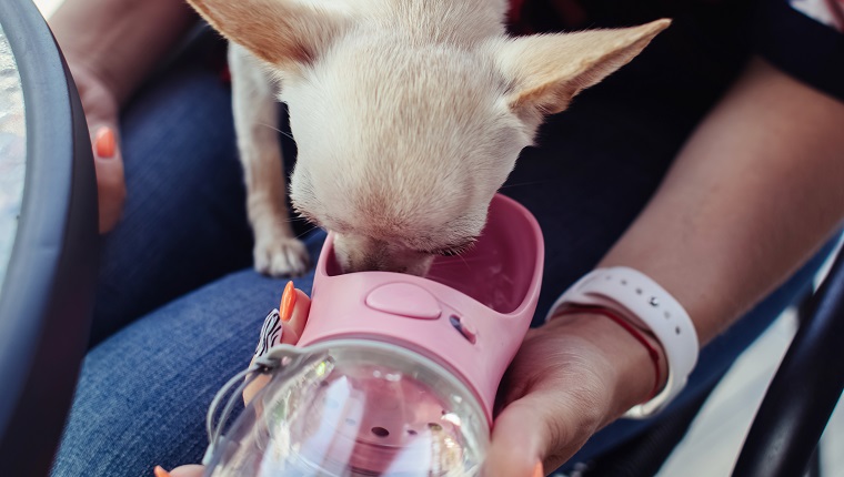 Tragbarer Behälter für Wasser.  Lebensstil für Haustiere und Menschen.  Ein Mini-Chihuahua sitzt auf dem Schoß seines Besitzers und trinkt Wasser aus einer Hundetränke.  Haustierpflegekonzept.