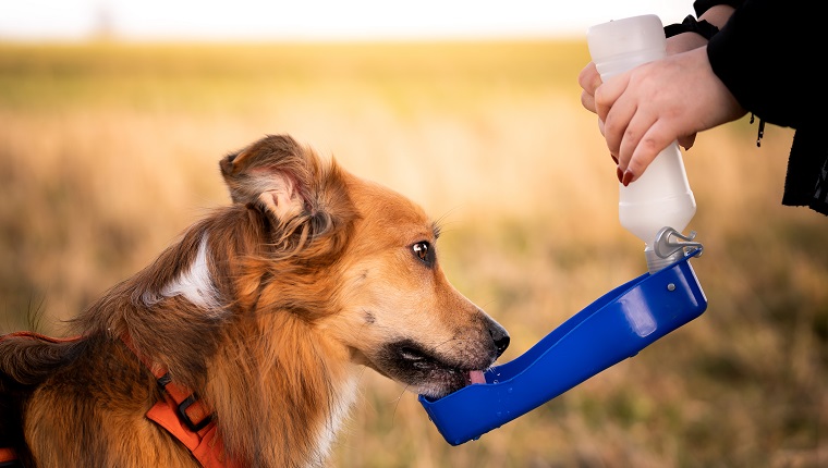 Der Besitzer gibt seinem Hund beim Gassigehen Wasser.  Border-Collie-Hund trinkt Wasser aus einer Touristenschüssel.  Foto im Freien