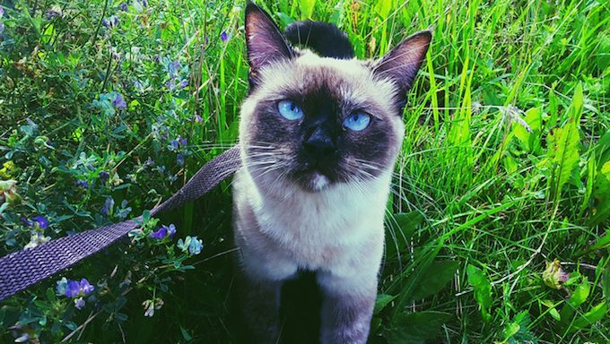 Katze an der Leine im Feld von Blumen und Gras