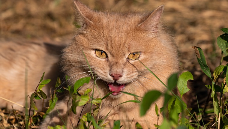 Die böse und schlaue rote flauschige Katze liegt im Sommer auf der Straße im Gras auf einem verschwommenen Hintergrund mit offenem Mund.  Böse Haustierporträtnahaufnahme.  Das Konzept der Aggression bei Tieren.