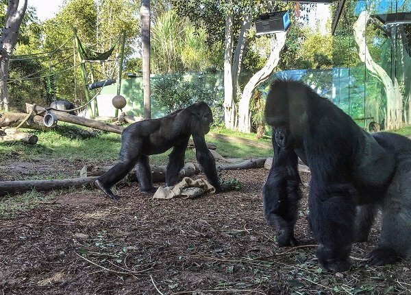 SAN DIEGO, CA - DECEMBER 23: Gorillas on December 23, 2018 in San Diego, California.