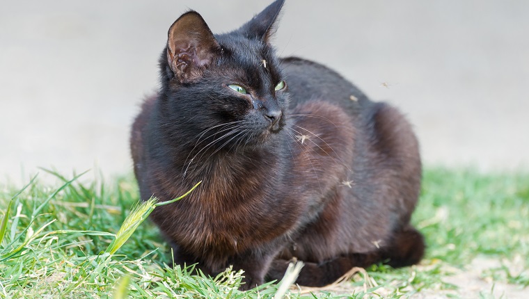 Schwarze Katze, die mit Moskitos herumliegt