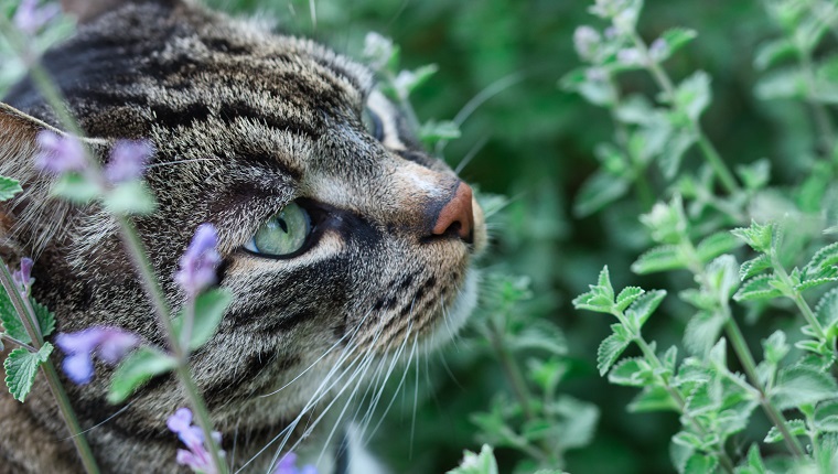 Graue Tabby-Katze schnüffelt Katzenminze mit Blumen im Sommergarten, Katzenprofil mit grünen Augen, rote Nase und Schnurrhaare sichtbar, unscharfer grüner Hintergrund