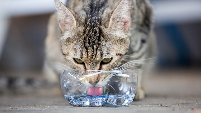 Eine Katze trinkt, gute Sicht auf ihre Zunge
