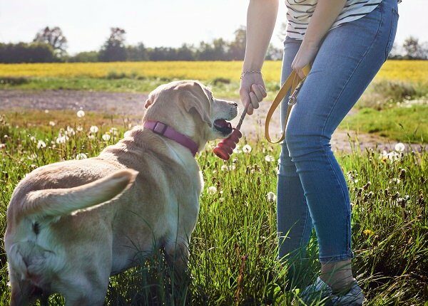 Young woman playing with her yellow Labrador retriever outdoors