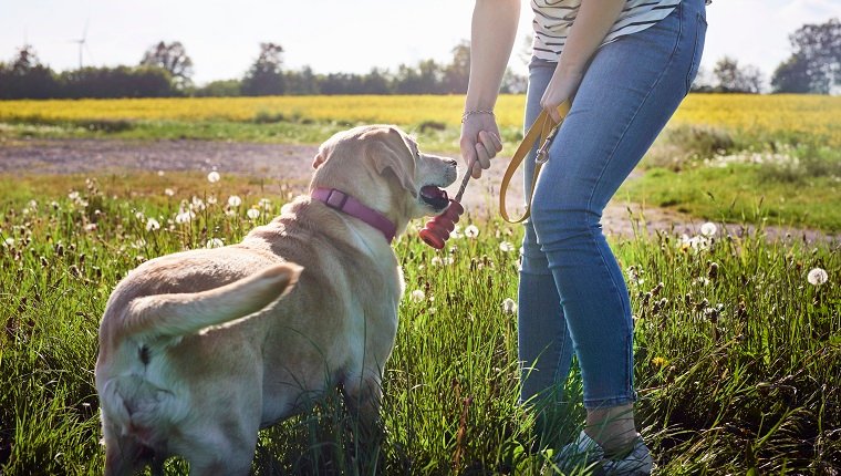 Young woman playing with her yellow Labrador retriever outdoors