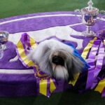 Pekingese dog "Wasabi" is seen with the trophy after winning Best in Show at the 145th Annual Westminster Kennel Club Dog Show June 13, 2021 at the Lyndhurst Estate in Tarrytown, New York. - Spectators are not allowed this year, apart from dog owners and handlers, because of safety protocols due to Covid-19. (Photo by TIMOTHY A. CLARY / AFP)