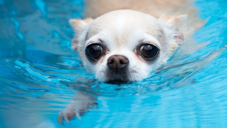 Pet Chihuahua schwimmen in einem Pool mit einem besorgten oder verzweifelten Ausdruck auf ihrem Gesicht