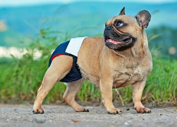 French Bulldog dog wearing fabric period diaper pants for protection