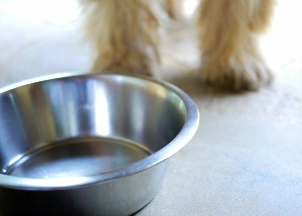 Close-up of bowl with shaggy dog (forelegs only) standing behind.