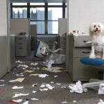 7 Möglichkeiten, Ihren Bürohund für den Tag „Bring deinen Hund zur Arbeit“ nachweisbar zu machen