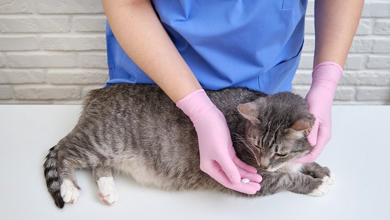 ) Ein Arzt in Uniform mit Pillen und einer Katze vor dem Hintergrund einer Tierklinik