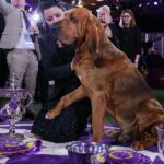 TARRYTOWN, NEW YORK - JUNE 22: Trumpet, a bloodhound wins Best in Show at the 146th Annual Westminster Kennel Club Dog Show in Tarrytown of New York, United States on June 22, 2022.